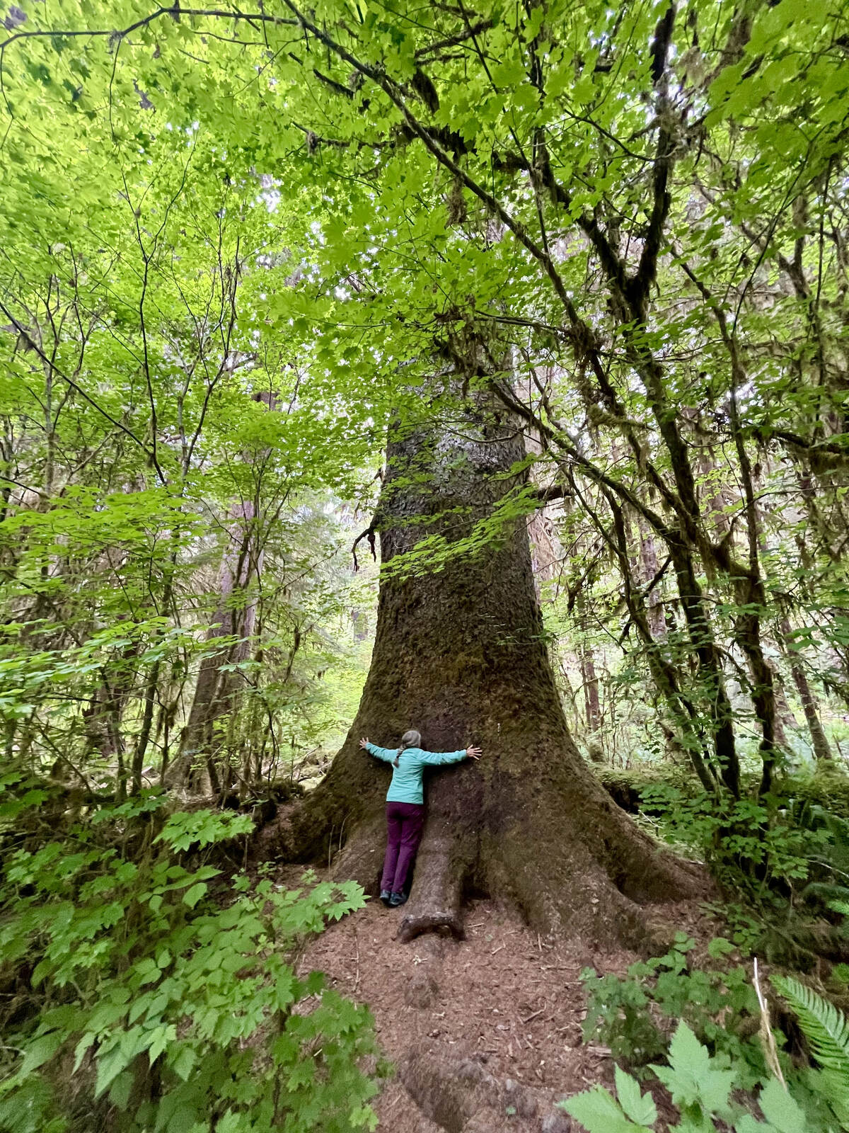 Tree-hugger in the Hoh River rain forest